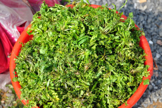江心岛上花比人高 九江棉船油菜花观赏攻略(2)