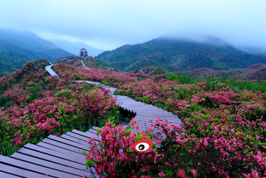 浏阳大围山杜鹃花海