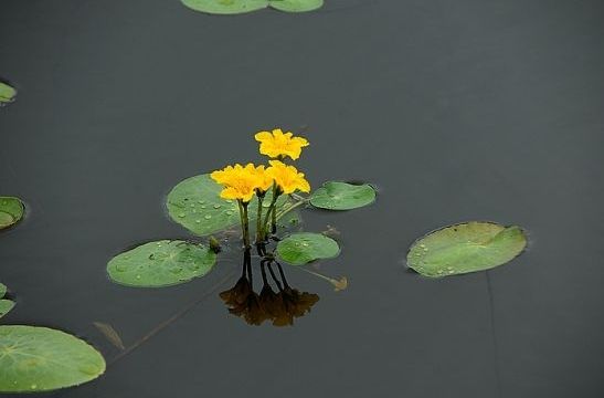 在夹缝中开放的花 鸡西蜂蜜山杜鹃花 蜂蜜山位于黑龙江省鸡西市密山(县级市)白泡子乡,相传很多年以前,蜂蜜山野蜂成群,蜂蜜从岩石间缝隙流淌下来,不知道密山的杜鹃花是不是也喜欢吃甜食? 新浪旅游配图:五大连池达子香 摄影:五大连池天地人