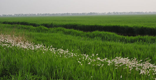 河北十二个湿地景观 带你去过清凉夏季(2)