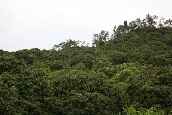周末玩转秀气东莞 山光水色间的荔枝飘香 (2)
