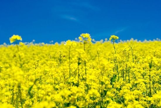 六月辽宁最值得去的油菜花,看这里!(5)