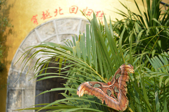 穿越墨江北回归线的不速之客_新浪旅游_新浪网