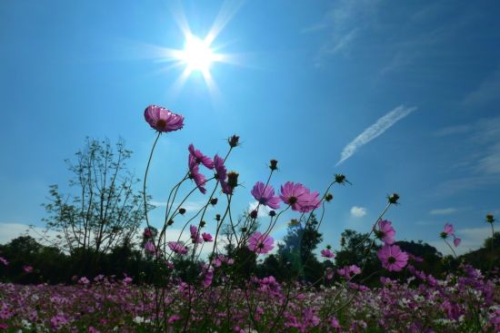 乃古石林波斯菊(图片来源:@石林风景名胜区)