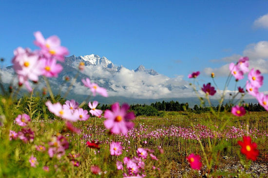 玉龙雪山脚下格桑花(图\/@飞鸟与鱼)