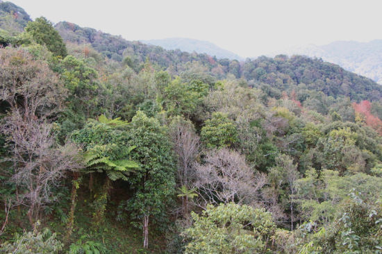 黄连山国家级自然保护区植被