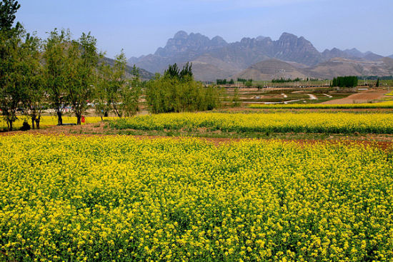 狼牙山油菜花 图片来源于网络