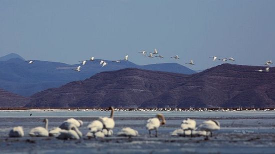 春来北票白石水库 湿地中望天鹅蹁跹