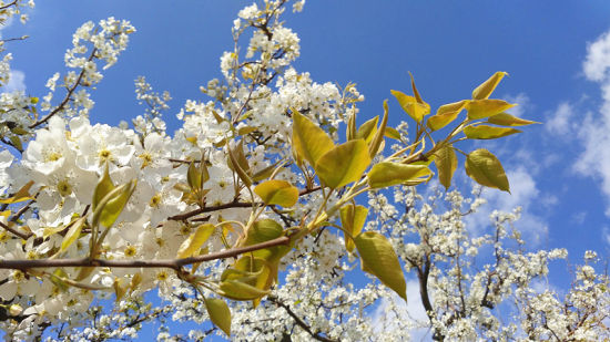 2016大理巍山县马鞍山乡梨花节开幕 共赏万亩梨园花海_新浪旅游_新浪网