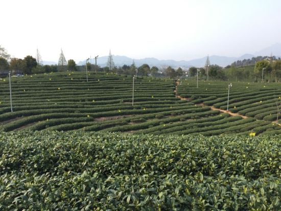 一株茶树富松阳 茶文化,茶旅游为松阳添彩