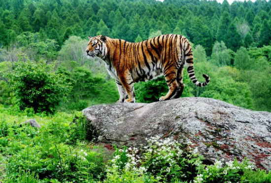 哈尔滨东北虎林园