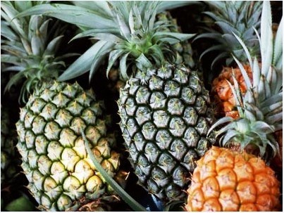 口感独特、营养丰富的海南菠萝(图)