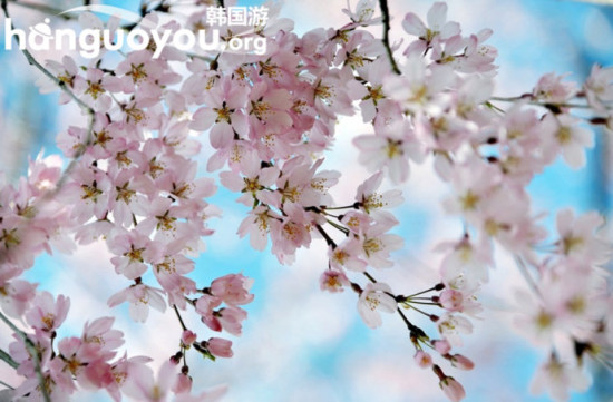 韩国济州岛上的三月樱花开正艳