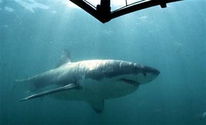 图文:自然界十大最恐怖动物(大白鲨)