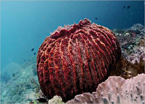 2.桶状海绵; 奇妙海洋生物;; 奇妙的海洋生物照片