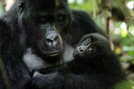 乌干达首都坎帕拉，山地大猩猩