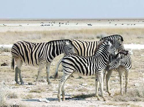 游南非克鲁格国家公园 与野生动物零距离(组图