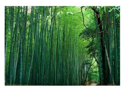中国名园--贵阳森林公园