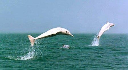 钦州三娘湾海豚自然保护区