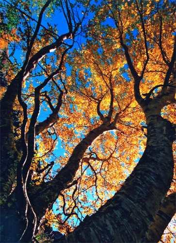 �����(sh��)