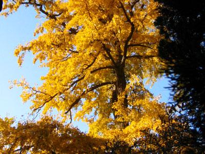 ������(sh��)