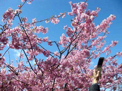 日本最早的樱花盛放于伊豆半岛