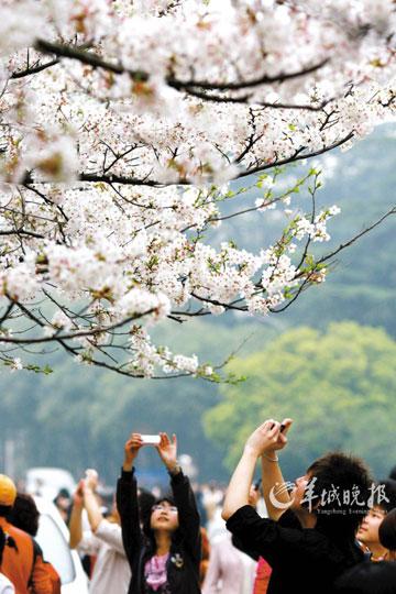 武汉大学是国内著名的赏樱胜地之一,现有早樱、晚樱、红垂樱等10多个品种的樱花树数千株。