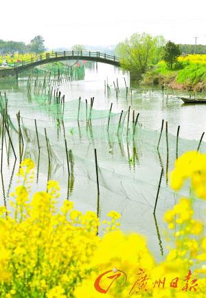 江南水乡鲜花烂漫