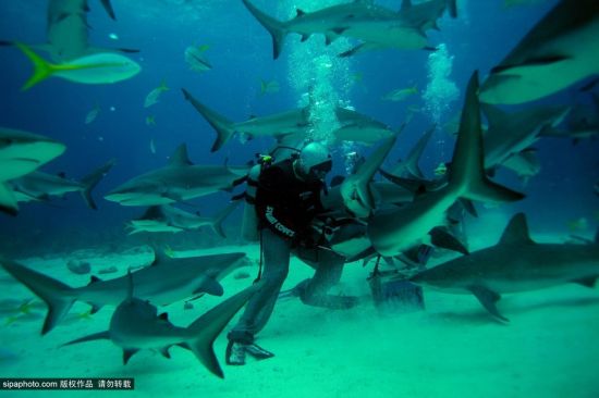 女潜水员喂食鲨鱼惊险瞬间