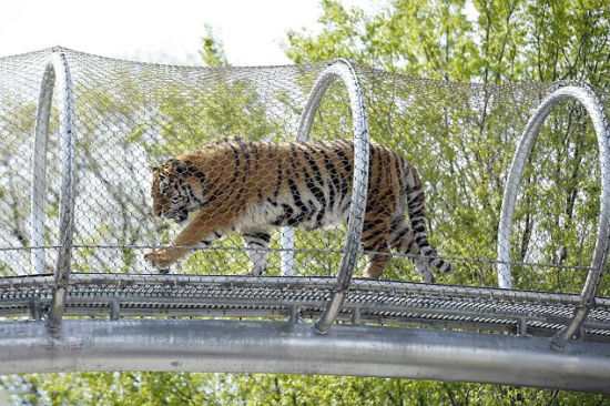 美国动物园1400万元打造天桥供大型动物行走