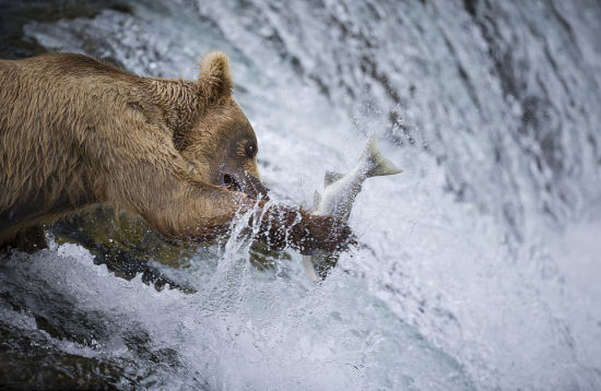 阿拉斯加棕熊辛苦捕鱼后坐享美食