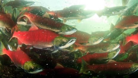 大约两百万的红大马哈鱼需要跨越一万两千米的征程回到它们的家――亚当斯河。