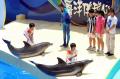 图文-奥运冠军畅游香港海洋公园 与海豚亲密接触