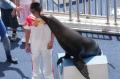图文-奥运冠军游香港海洋公园 火亮被海豹亲了