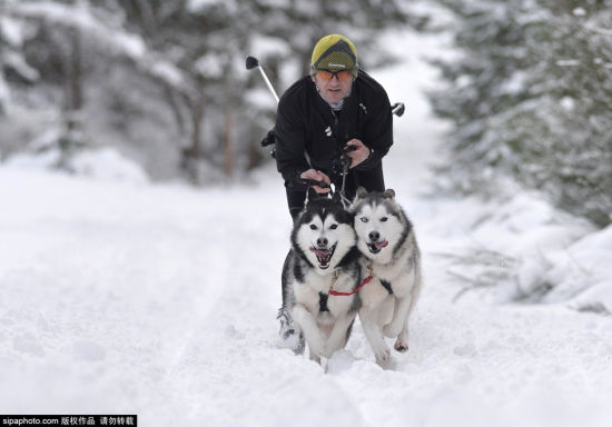 英国男子训练哈士奇参加狗拉雪橇大赛