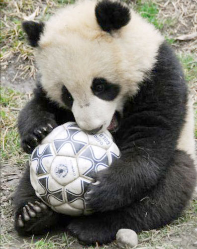 熊猫好球