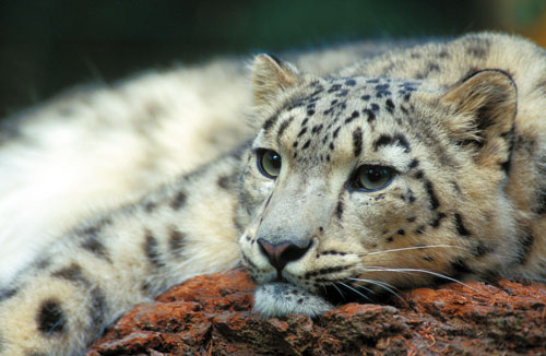 北京科技报四川卧龙发现野生雪豹始末图