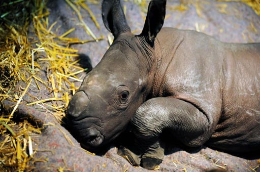 > 正文  9月24日,在德国小镇明斯特尔的动物园里,一头雌性犀牛宝宝躺