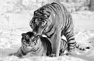 黑龙江东北虎人工繁育基地(组图)