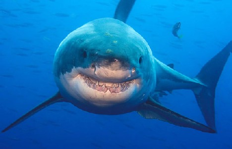 螺旋齿鲨鱼的照片图片