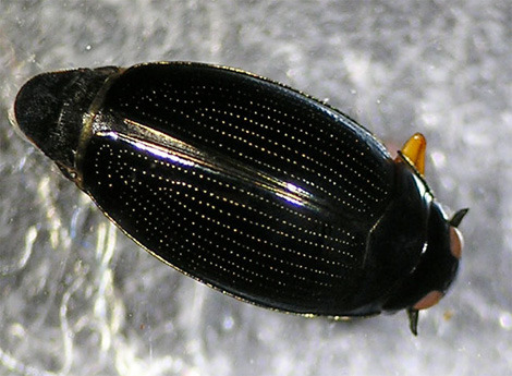 十大助推科技甲壳虫:独角仙举起自重800倍物体