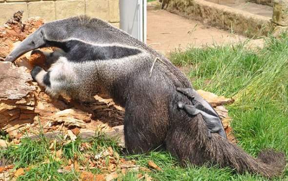 一只巨型食蚁兽宝宝诞生于英国怀特岛亚马逊世界动物公园