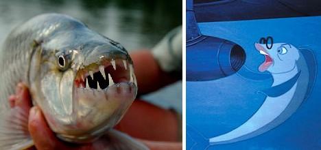揭秘凶猛非洲虎鱼长32颗锋利牙齿潜伏捕猎