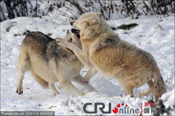 英国动物园狼群雪地打斗巨齿獠牙尽现组图
