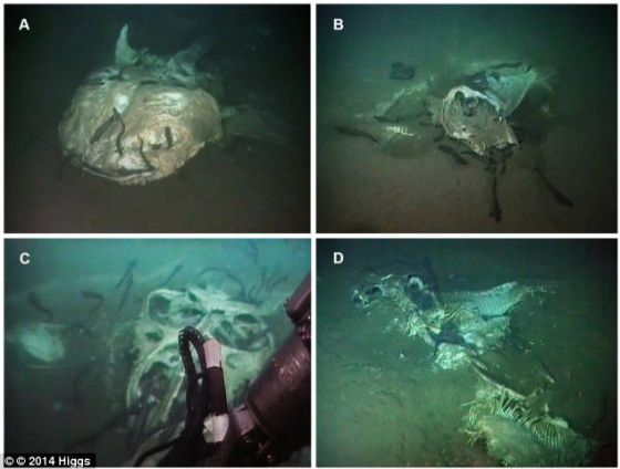 罕见大型鱼类陈尸海底坟场成腐食动物大餐