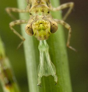 揭秘水中闪电猎手蜻蜓稚虫