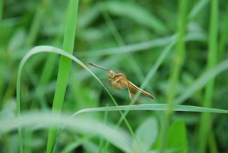 针尖对麦芒佳能450d与尼康d60对比评测16