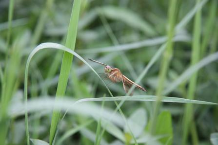 针尖对麦芒佳能450d与尼康d60对比评测16