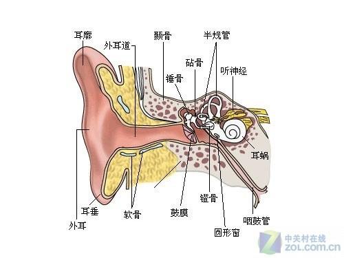耳朵耳膜结构图图片