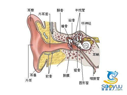 技术特点:骨传导专业的来说,就是声音通过头骨,颌骨也能传到听觉神经
